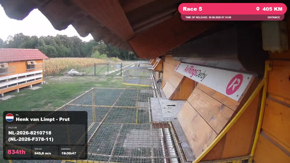 Pigeon Arrival Image For Race Race 5