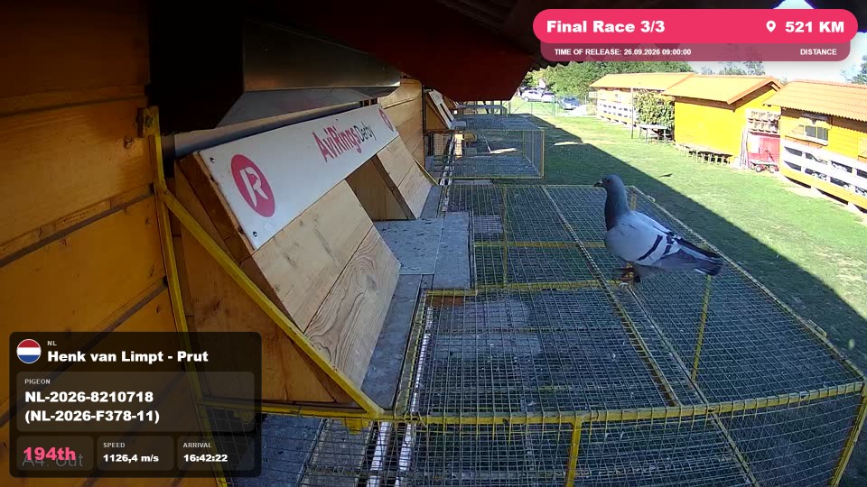 Pigeon Arrival Image For Race Final Race 3/3