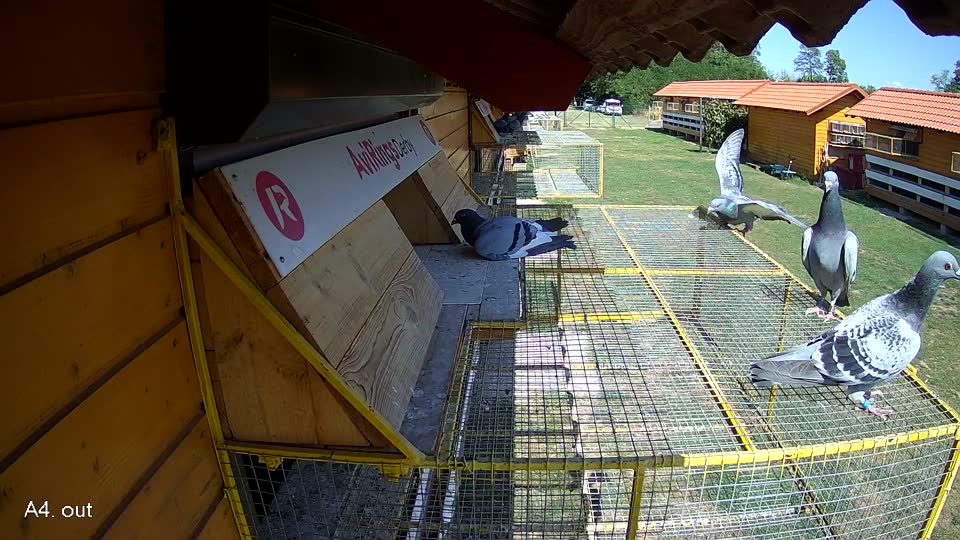 Pigeon Arrival Image For Race Race 5