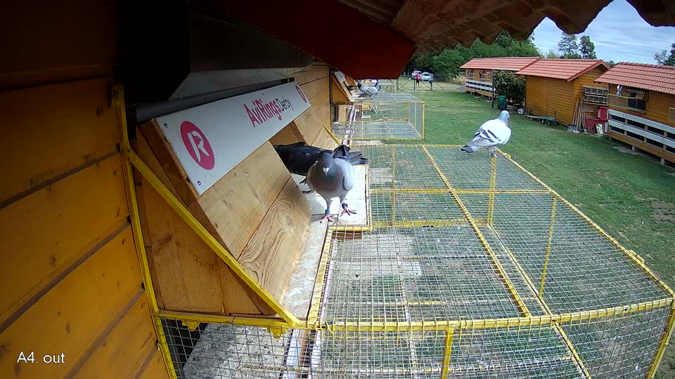Pigeon Arrival Image For Race Race 4