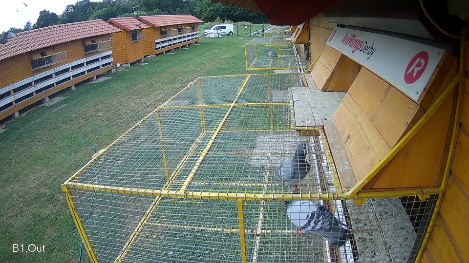 Pigeon Arrival Image For Race Race 3