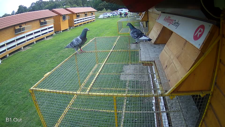 Pigeon Arrival Image For Race Final race 2