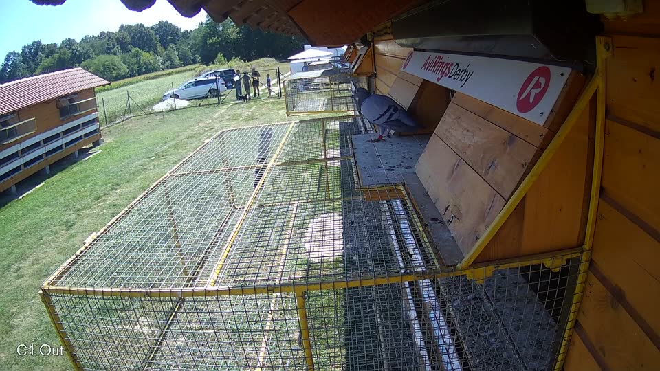 Pigeon Arrival Image For Race Race 5