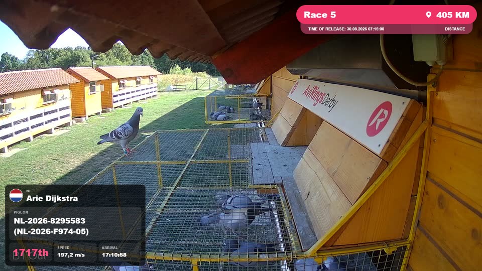 Pigeon Arrival Image For Race Race 5