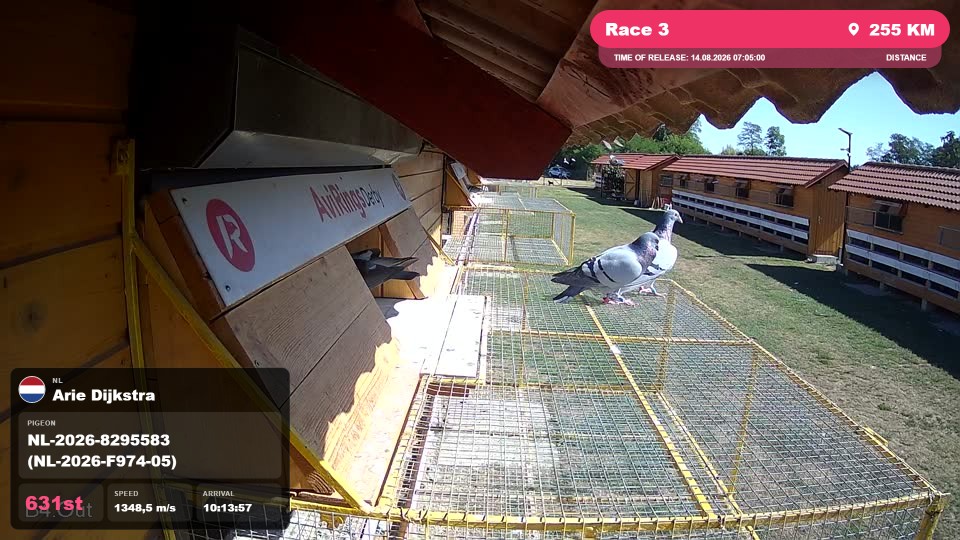 Pigeon Arrival Image For Race Race 3