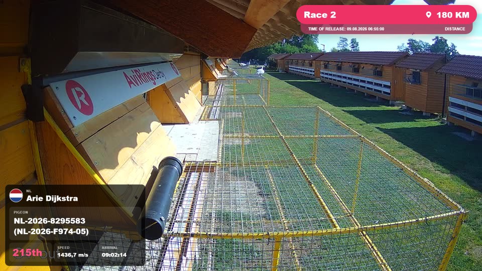 Pigeon Arrival Image For Race Race 2