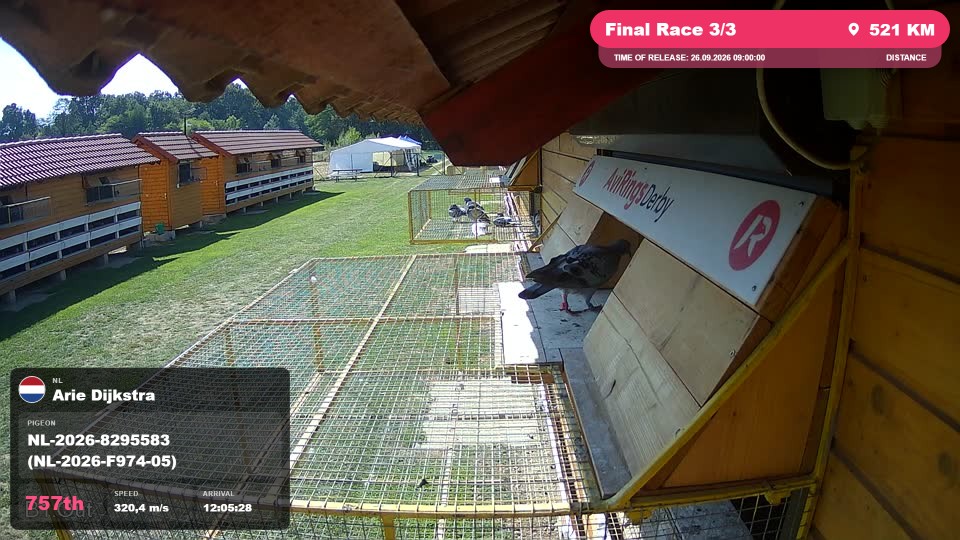 Pigeon Arrival Image For Race Final Race 3/3