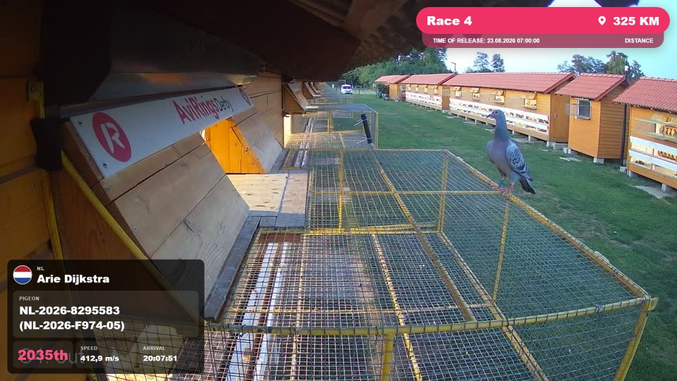Pigeon Arrival Image For Race Race 4