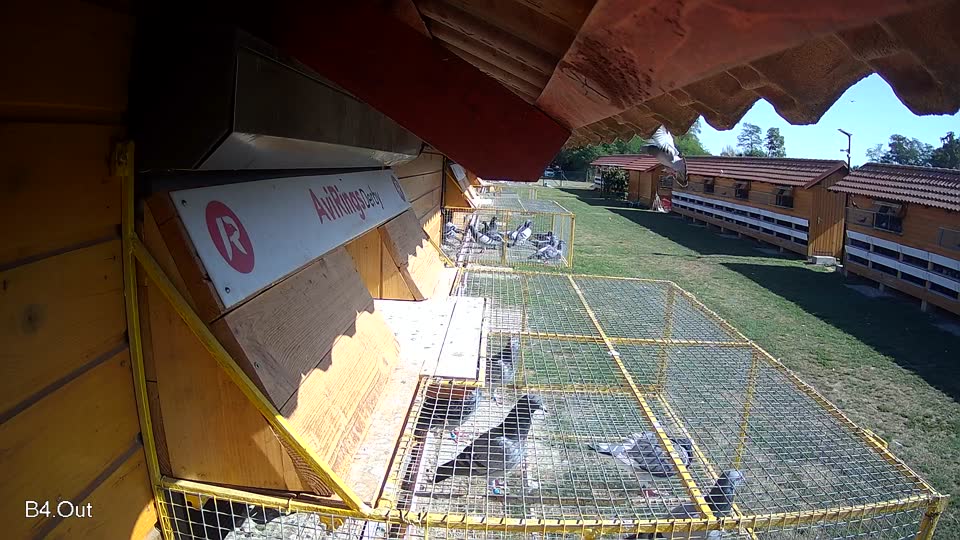 Pigeon Arrival Image For Race Race 5