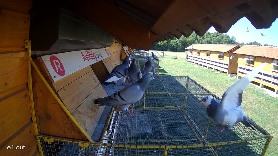 Pigeon Arrival Image For Race Race 3