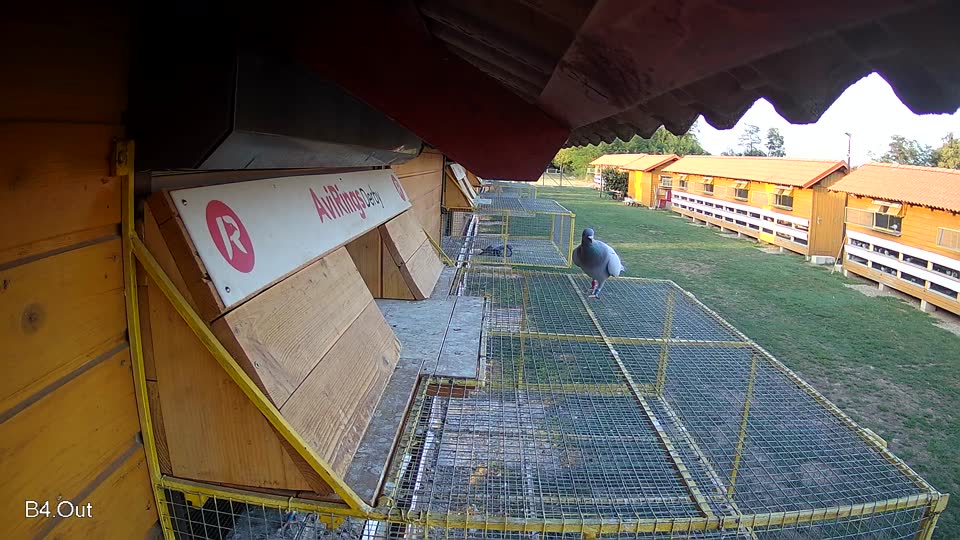 Pigeon Arrival Image For Race Final Race 1/3