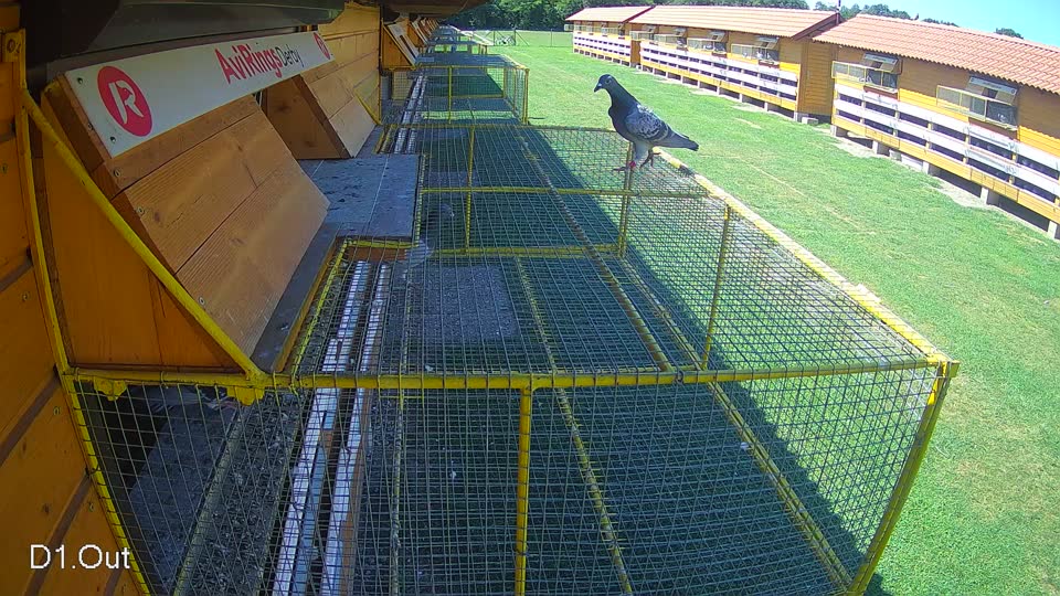 Pigeon Arrival Image For Race Race 2
