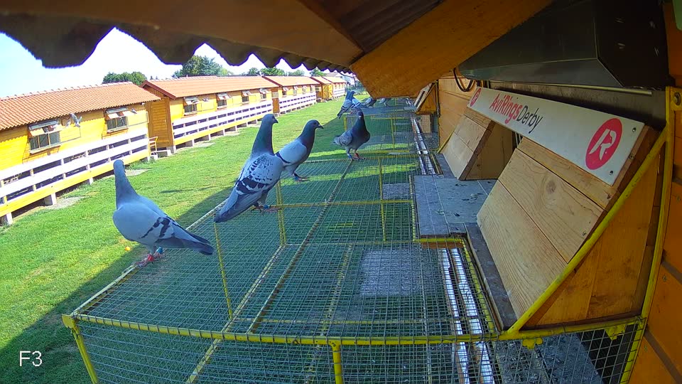 Pigeon Arrival Image For Race Race 1