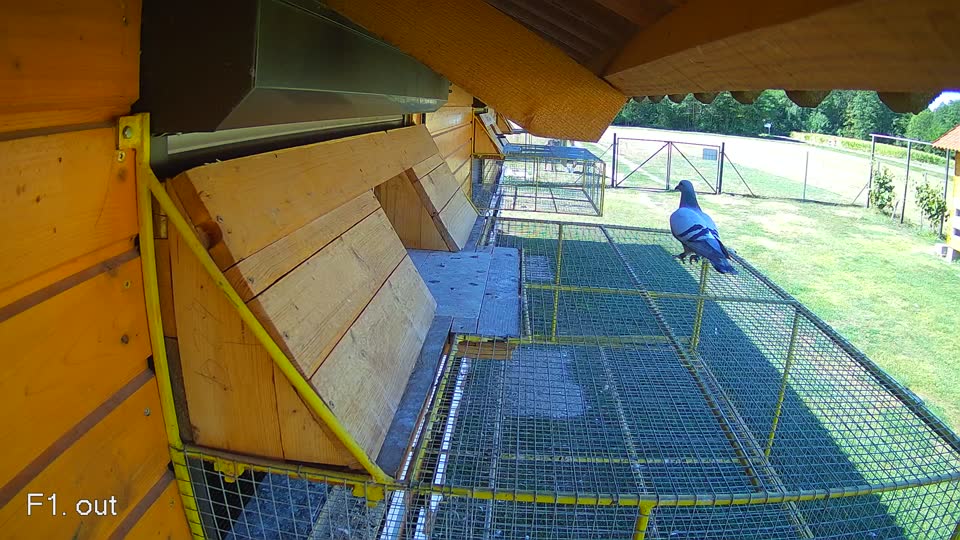 Pigeon Arrival Image For Race Race 3