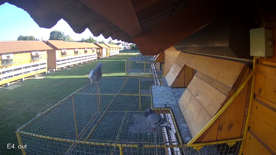 Pigeon Arrival Image For Race Final Race 1/3