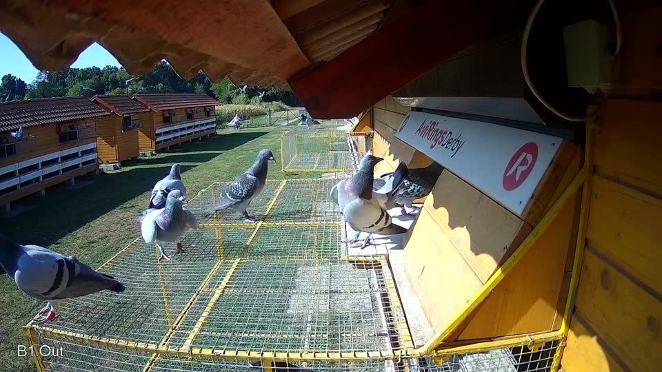 Pigeon Arrival Image For Race Race 2