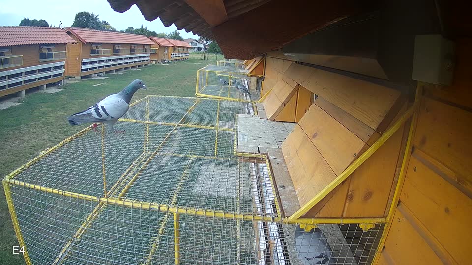 Pigeon Arrival Image For Race Race 4