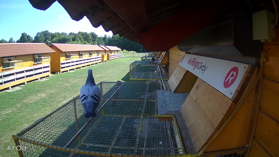 Pigeon Arrival Image For Race Race 5