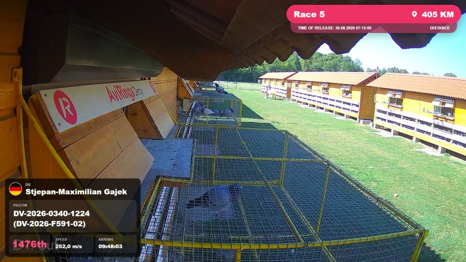 Pigeon Arrival Image For Race Race 5