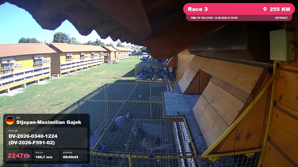 Pigeon Arrival Image For Race Race 3