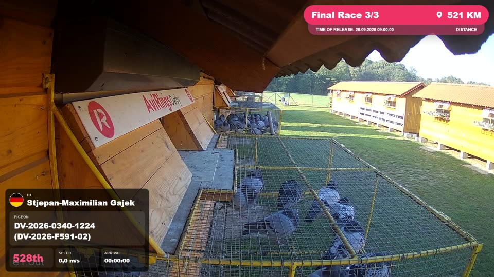 Pigeon Arrival Image For Race Final Race 3/3
