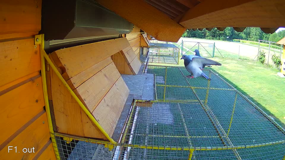 Pigeon Arrival Image For Race Race 1