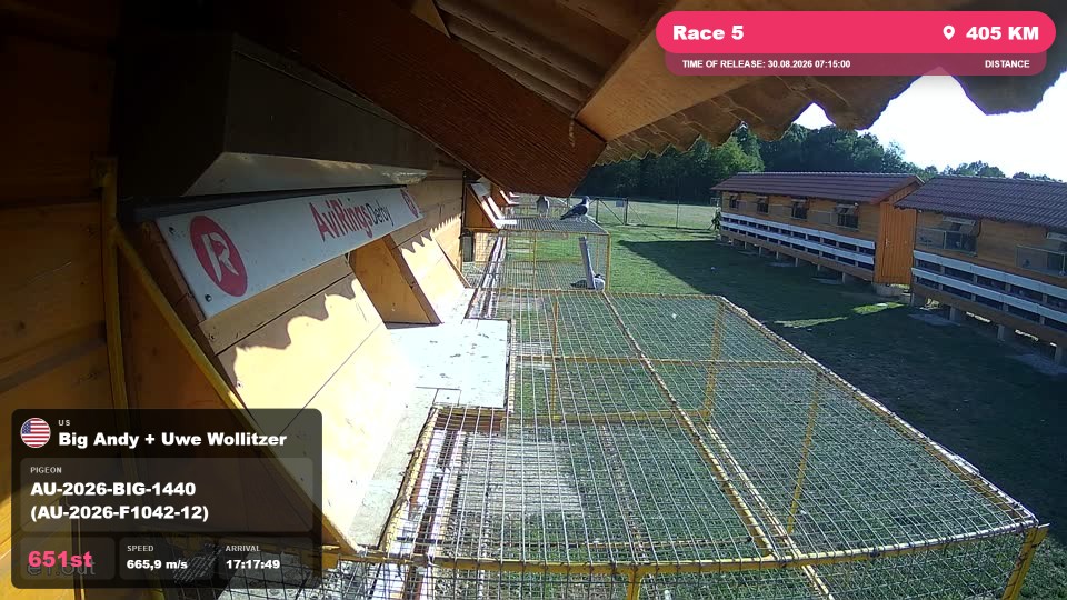 Pigeon Arrival Image For Race Race 5