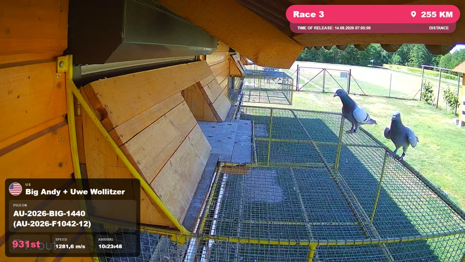 Pigeon Arrival Image For Race Race 3