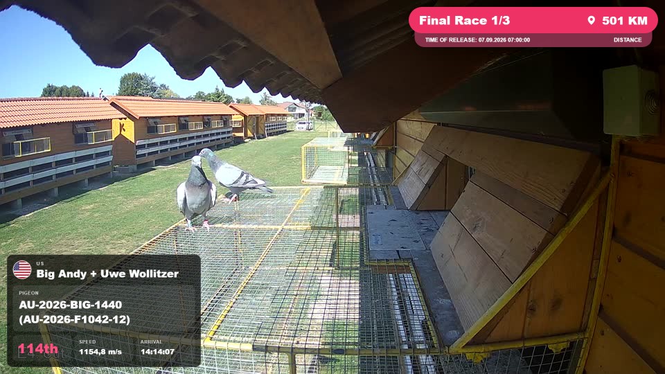 Pigeon Arrival Image For Race Final Race 1/3
