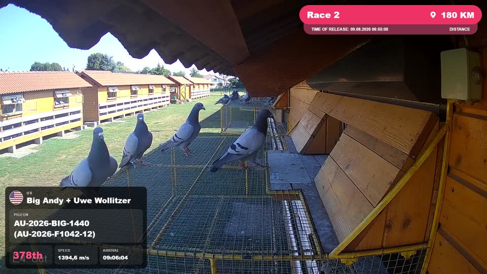 Pigeon Arrival Image For Race Race 2