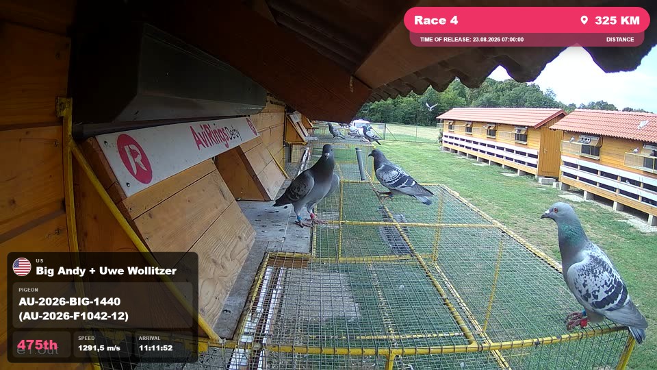 Pigeon Arrival Image For Race Race 4