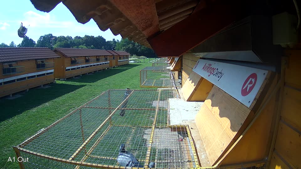 Pigeon Arrival Image For Race Final race 1