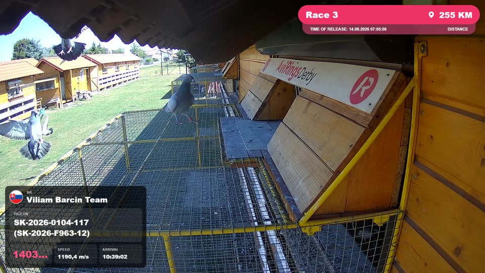 Pigeon Arrival Image For Race Race 3