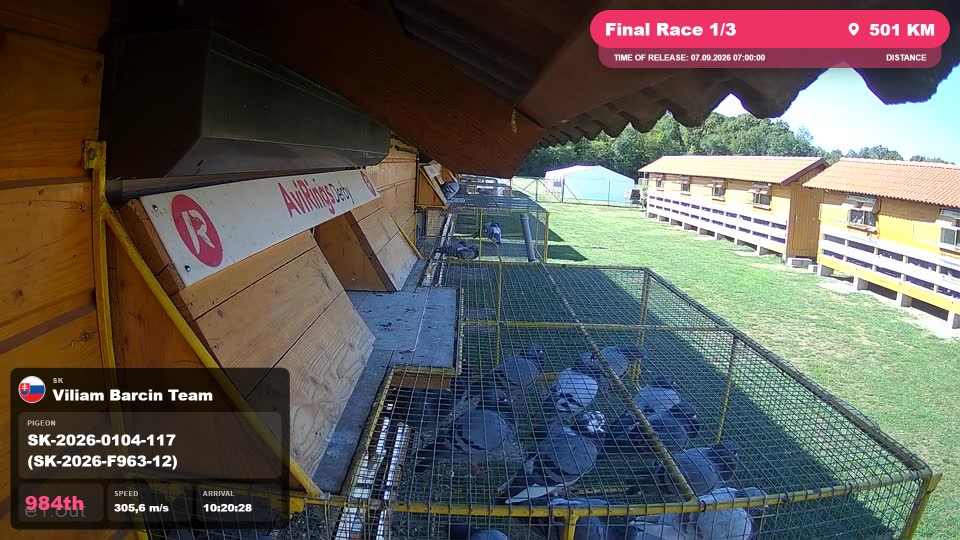 Pigeon Arrival Image For Race Final Race 1/3