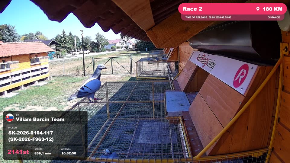 Pigeon Arrival Image For Race Race 2