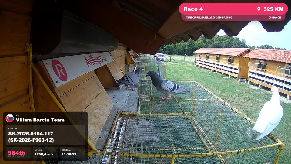 Pigeon Arrival Image For Race Race 4