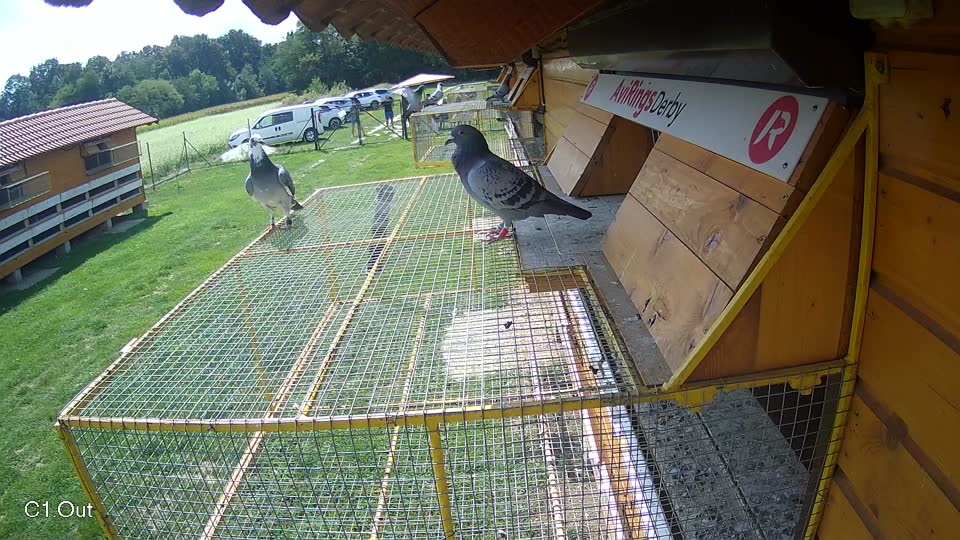 Pigeon Arrival Image For Race Race 6