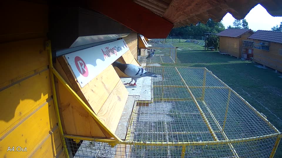Pigeon Arrival Image For Race Race 4