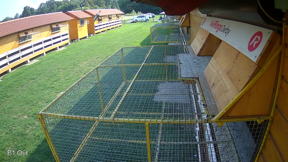 Pigeon Arrival Image For Race Final race 1