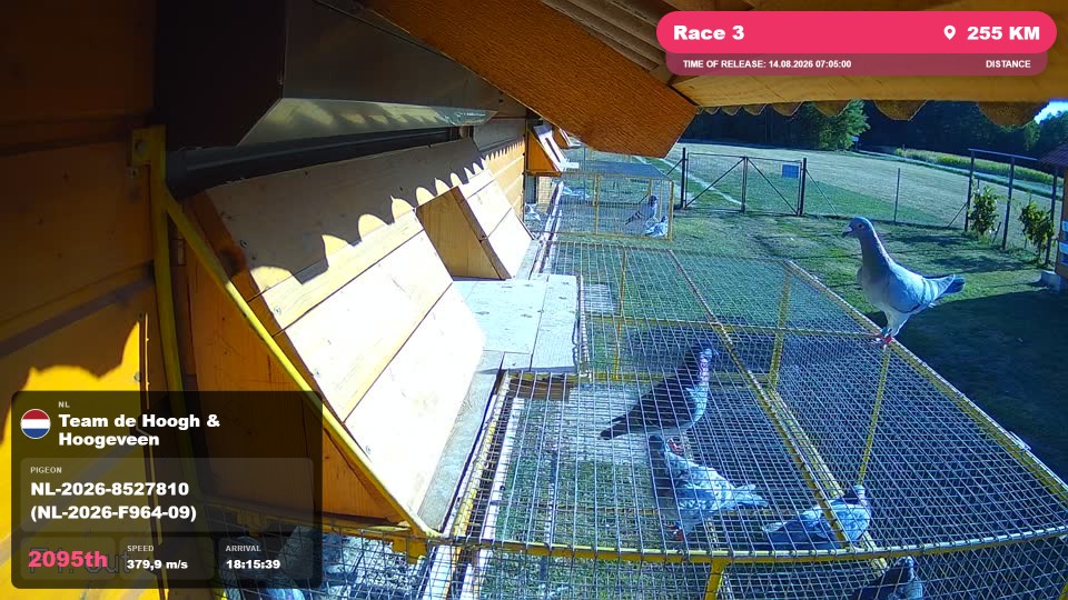 Pigeon Arrival Image For Race Race 3