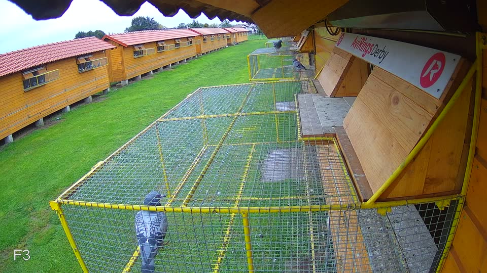 Pigeon Arrival Image For Race Final race 3