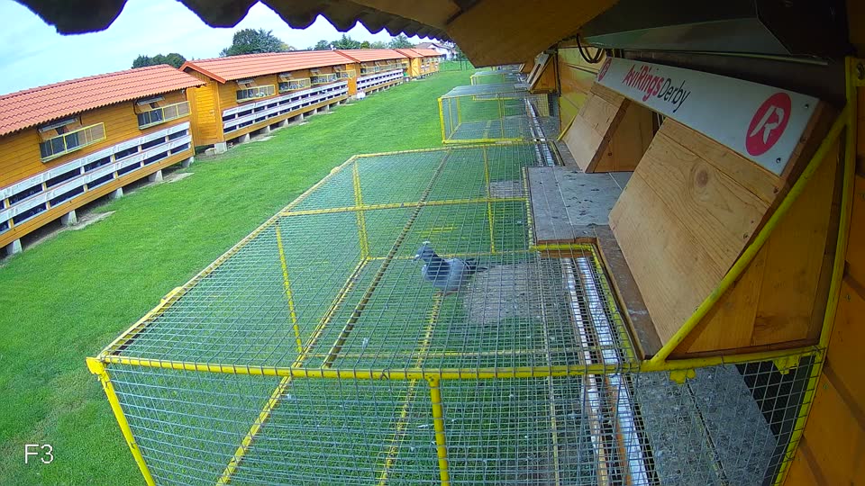 Pigeon Arrival Image For Race Final race 2