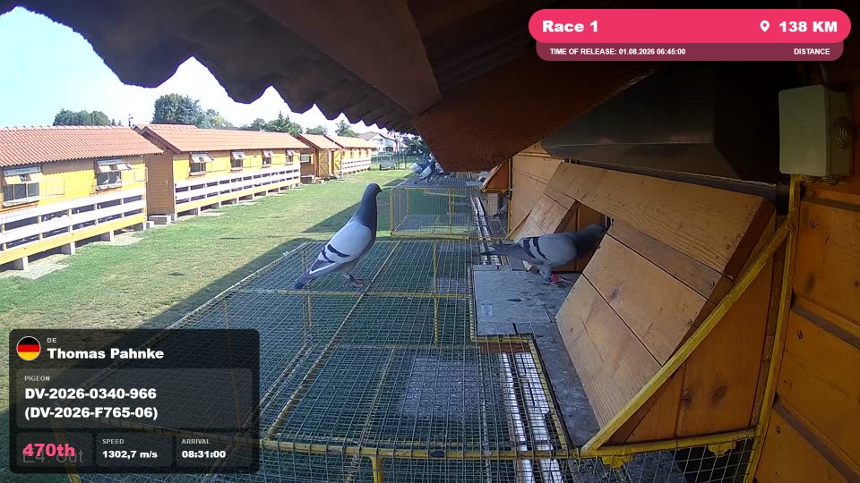 Pigeon Arrival Image For Race Race 1