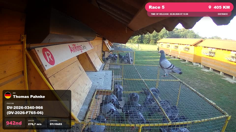 Pigeon Arrival Image For Race Race 5