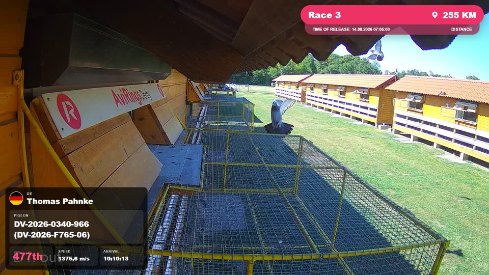 Pigeon Arrival Image For Race Race 3