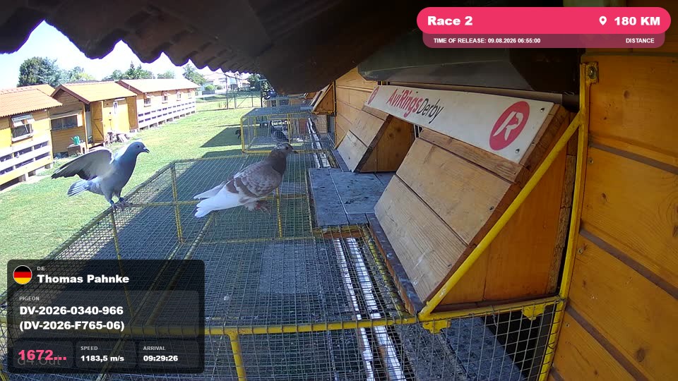 Pigeon Arrival Image For Race Race 2