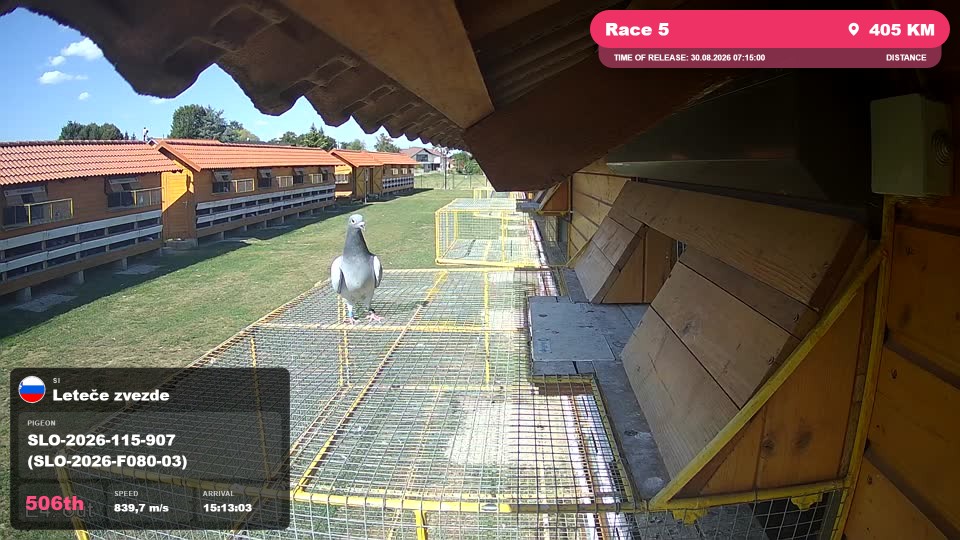 Pigeon Arrival Image For Race Race 5