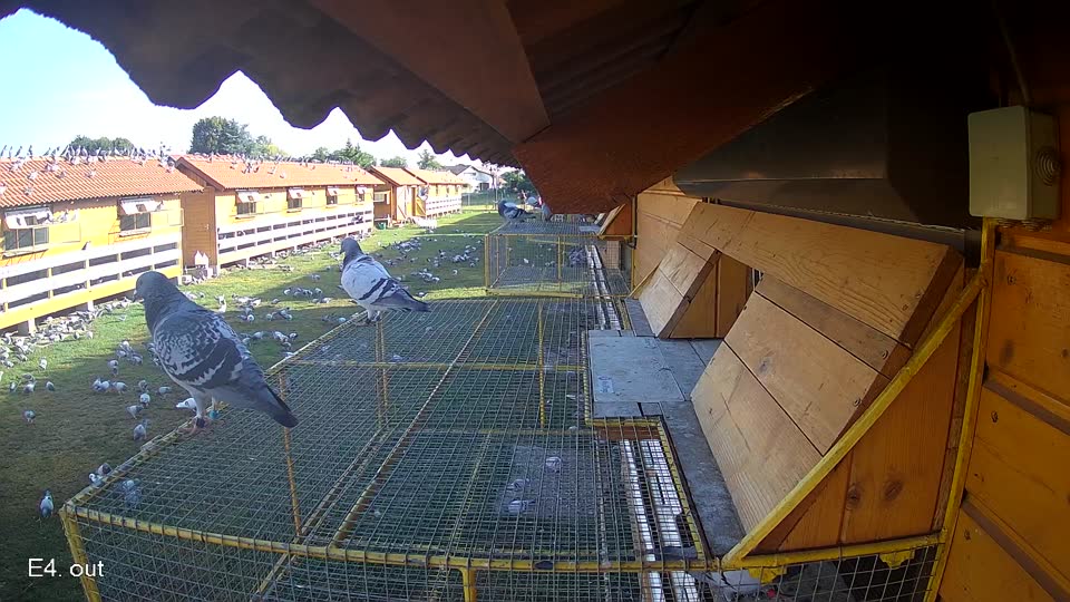 Pigeon Arrival Image For Race Race 2