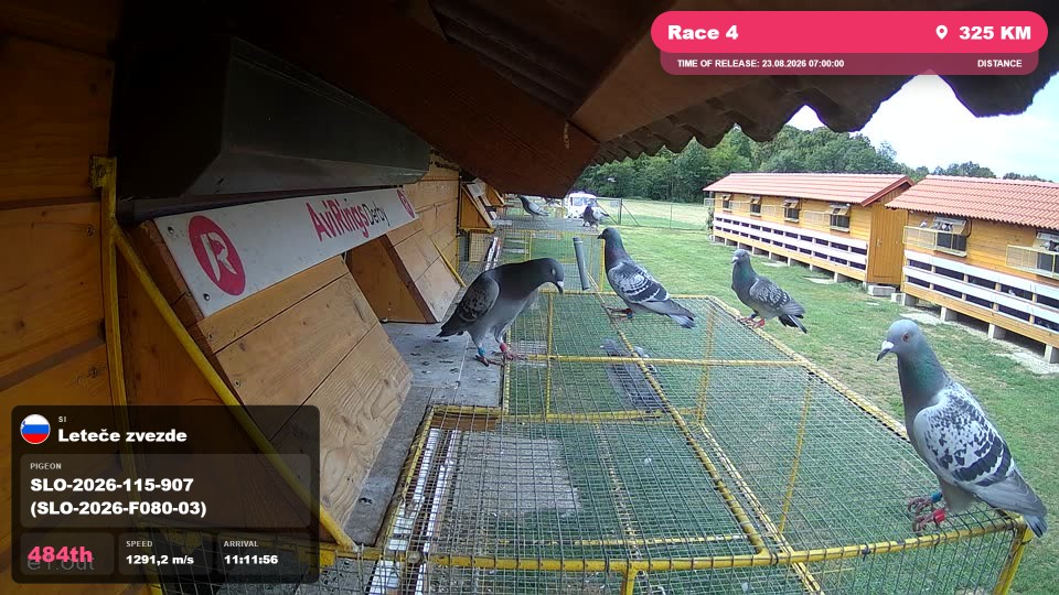Pigeon Arrival Image For Race Race 4