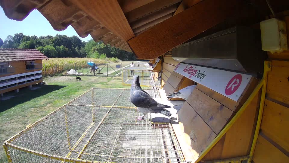 Pigeon Arrival Image For Race Race 3